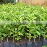 Vietnam Pure/impure Agarwood Oil/Aquilaria Oil/oud Oil thumbnail-3