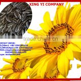 drying seeds of sunflower for sale
