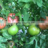 M317 large pink hybrid tomato seeds cold tolereant