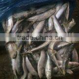 Frozen Sardinella Fish (Sardinella Longiceps) WR for Canning thumbnail-3