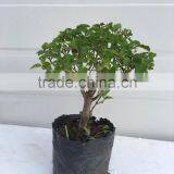 Ligustrum 15cm Ball Shape Outdoor Bonsai Preferential Promotion thumbnail-1