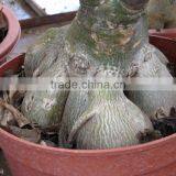Adenium Obesum Desert Rose thumbnail-6