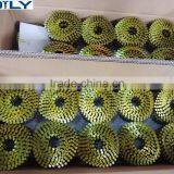 Factory Supplying Twisted Shank Pallet Loose Nail Thread Point thumbnail-3