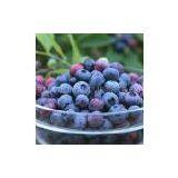 Sweetberry Powder thumbnail-1