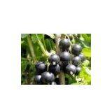 Black Currant Powder thumbnail-1