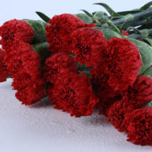 China Flower Fresh Cut Carnations Flower Mother′s Day Gift Wholesale thumbnail-5