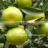 Chinese Mandarin Orange thumbnail-1