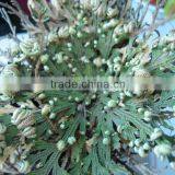 Selaginella Species Resurrection Plant Rose Of Jericho