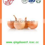 Fresh new crop yellow onion from China