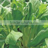 2015 Good Quality Flower Chinese Cabbage for Growing thumbnail-2