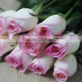 Hot Sale Fresh Cut Rose Flowers With Pink Edge thumbnail-1