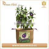 Jute Tomato Home Yard Vegetable Grow Bag Round Planter Burlap Grow Bag thumbnail-1