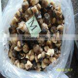 Fresh Sea Live Conch thumbnail-1