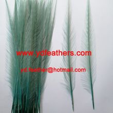 Burnt Ringneck Pheasant Tail Feather Dyed Green from China