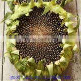 High Quality Sunflower Seeds 2014