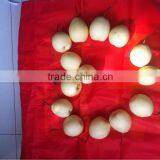 High Quality Fresh Ya Pear From Pear Factory thumbnail-2