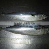 Scomber Japonicus thumbnail-1