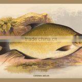 Common Bream 12x18 Giclee on Canvas thumbnail-1
