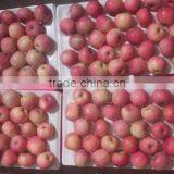 Chinese Exporter Fresh Red Fuji Apple Fruits Natural Growth Containing Vitamin C thumbnail-6