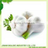 Pure White Garlic thumbnail-1