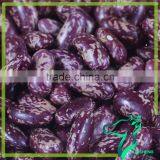 Dried Long Purple Speckled Speckled Kidney Bean Wholesale For Canned Origin In Chian thumbnail-2