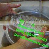 Automatic Fish Killing Filleting Machine/fish Scaling and Gutting Machine thumbnail-6