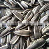 Sunflower Sees 0409 for Iraq Market