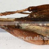 Frozen Dried Crickets China
