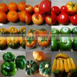 SJH1492917 mini plastic fruit plastic fruit and vegetables for kids artificial fruit for decoration