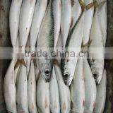 Frozen W/R Pacific Mackerel High-quality Seafood Fresh Fish thumbnail-1