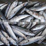 Good Quality Frozen Bonito thumbnail-2