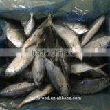 Sea Frozen Big Eye Scad Supplier thumbnail-2