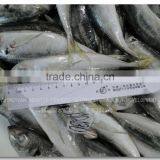 SEA FROZEN HORSE MACKEREL FISH WHOLE ROUND thumbnail-3