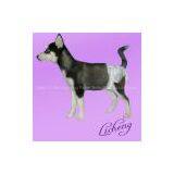 Cute Pet Diapers thumbnail-1