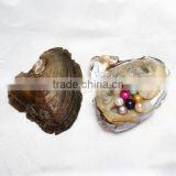 2017 New Colored Freshwater Cultured Pearl Oyster Dyed Fashion Design thumbnail-4
