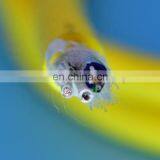 Neutrally Buoyant Cable Cat5 Cat6 Submersible ROV Drone Tether