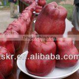 2013fresh Appls From China thumbnail-1