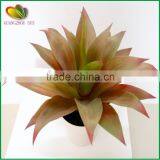 Mini Yucca Plant Bonsai Tree for Home Decoration thumbnail-1