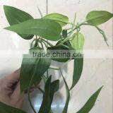 Factory Direct Fake Jungle Vine Plant thumbnail-3