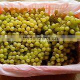 China Nonwoven Fabric Supplied by Manufacturer for Packing Grapes and Banana thumbnail-6