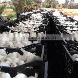 Fresh Garlic thumbnail-2