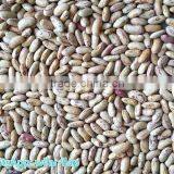 2014 Crop Cheapest Light Speckled Kidney Beans, LSKB , 220-240pcs thumbnail-2