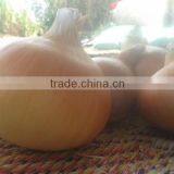 Fresh Red Onions for Sale,onions Fresh 20kg 2016 thumbnail-4