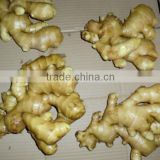 2013 new crop ginger