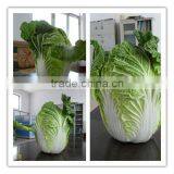 fresh good chinese cabbage(new crop)