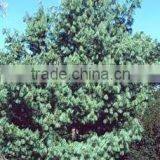 Natural HJigh Quality Pinus Wallichiana Plant