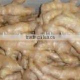 Fresh Ginger (air Dried) thumbnail-1
