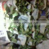 Wholesale Fresh Cut Flower Rose Plants of Various Colors thumbnail-4