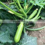 Marrow/Squash Seed Qing Yu thumbnail-6