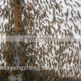 Freeze Dried Grasshopper For Pet Birds Food thumbnail-2